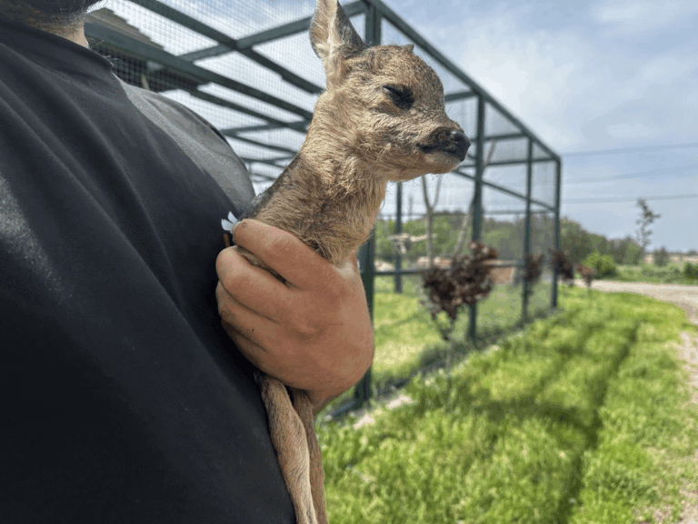 clipboard-image-1748856284