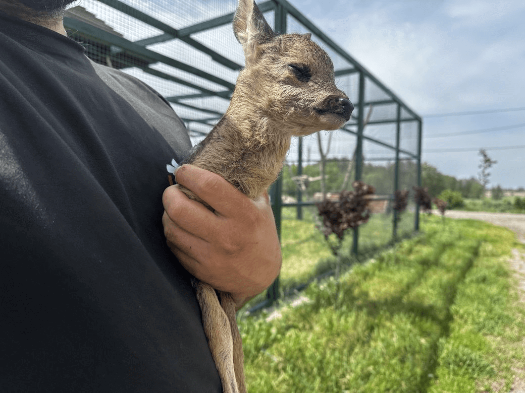 clipboard-image-1748856284