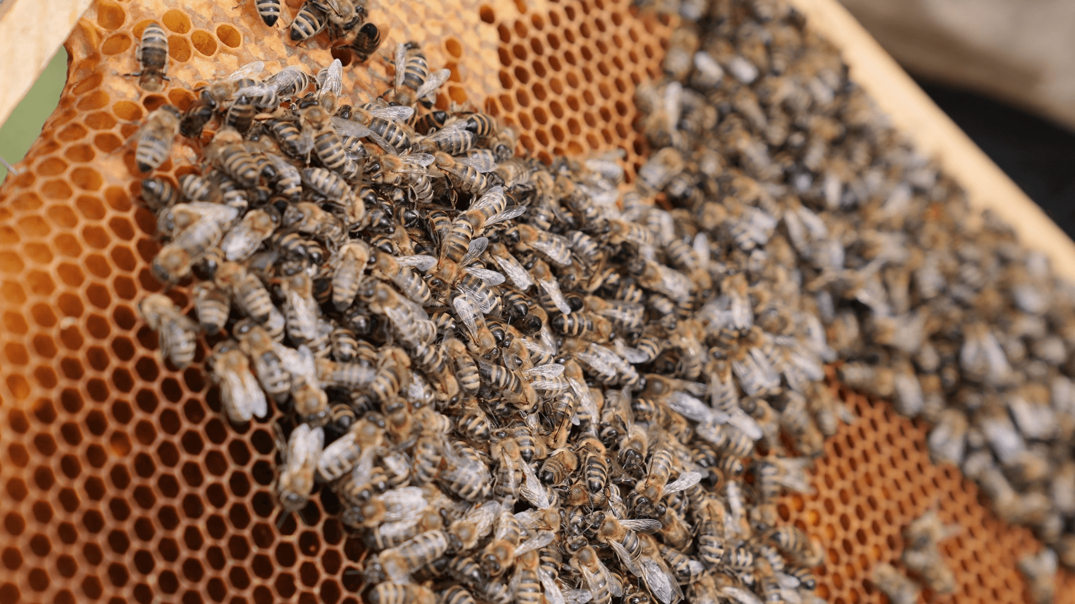 clipboard-image-1748860931