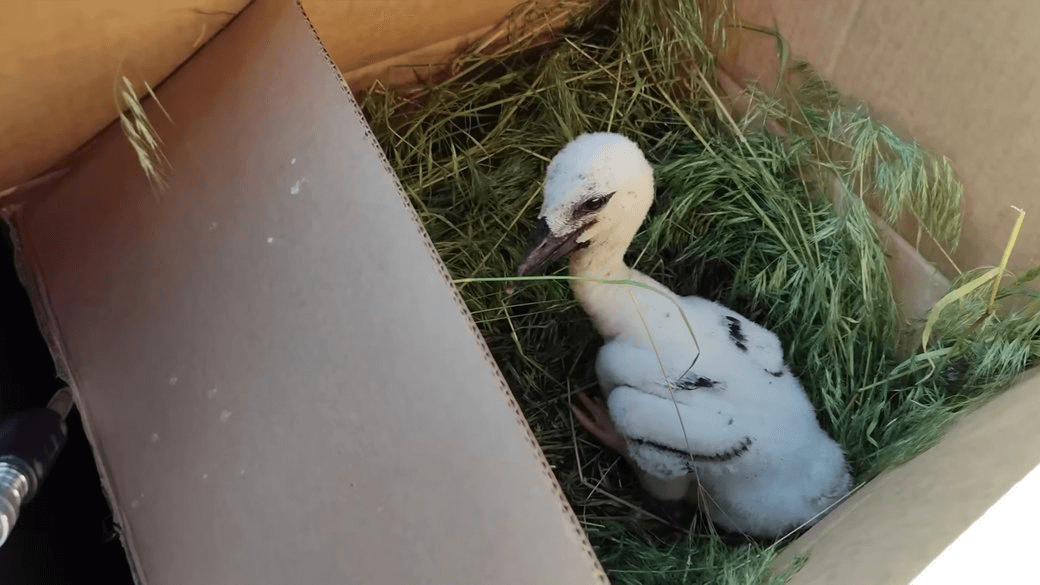 clipboard-image-1748861530