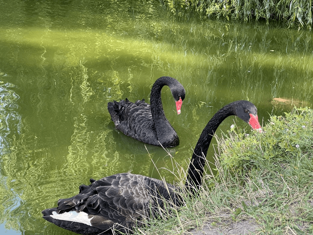 Чорні лебеді у Полтаві: як вони адаптувалися до життя в дендропарку