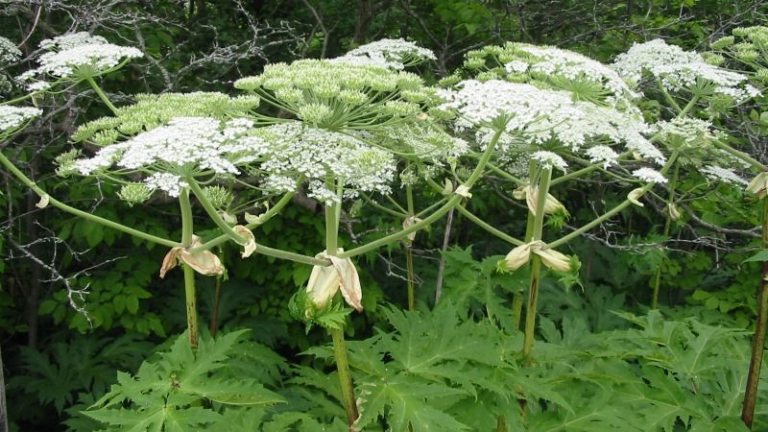 Природні багатства та приховані загрози полтавських ландшафтів 🌿