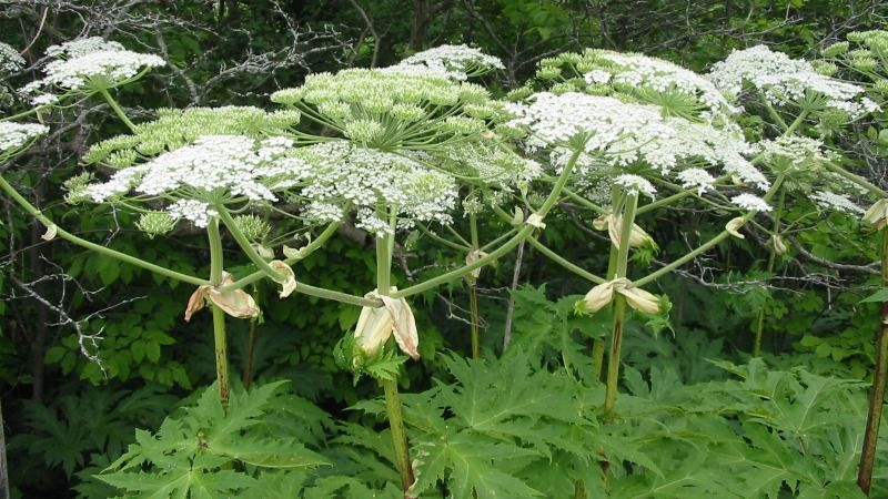 Природні багатства та приховані загрози полтавських ландшафтів 🌿